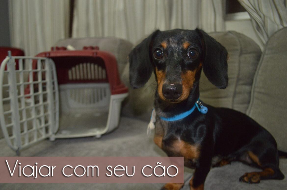viajarcomcao-Skye viajar com cao